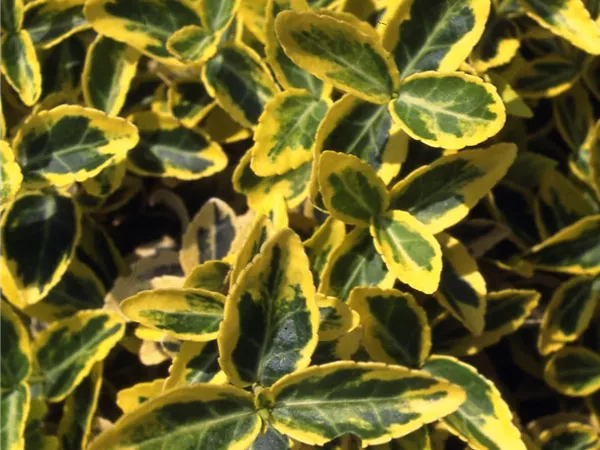 Euonymus fortunei 'Emerald'n Gold' Euonymus fortunei 'Emerald'n Gold'