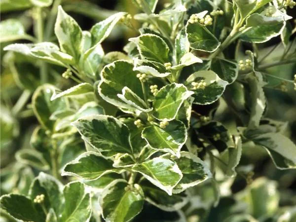 Euonymus fortunei 'Emerald Gaiety' Euonymus fortunei 'Emerald Gaiety'