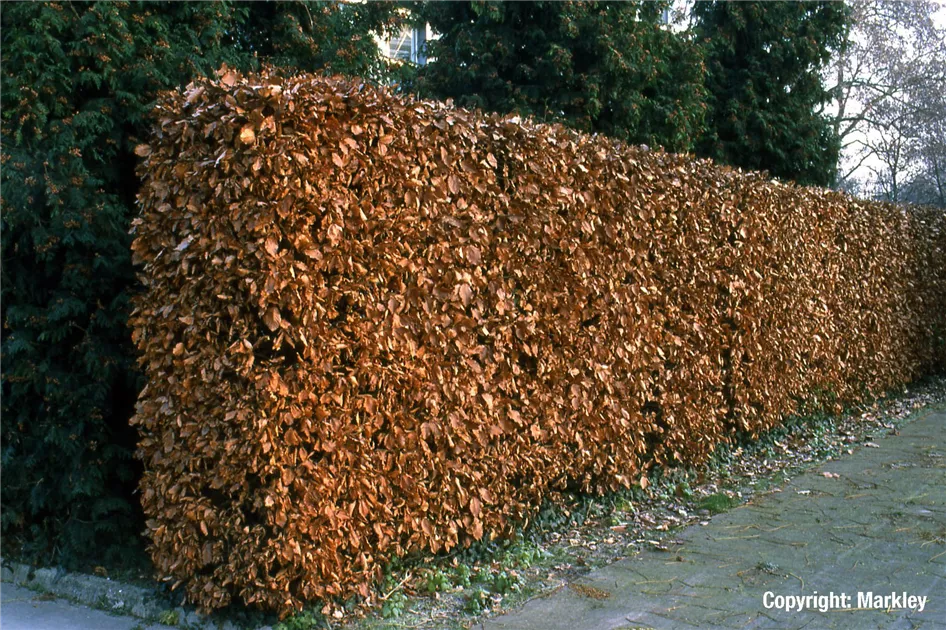 Fagus sylvatica, Rot-Buche - GartenBaumschule Fuhs