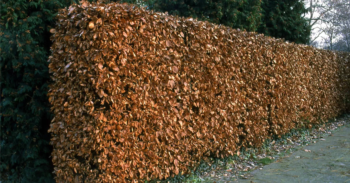 Fagus sylvatica, Rot-Buche - GartenBaumschule Fuhs