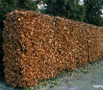 Fagus sylvatica Fagus sylvatica