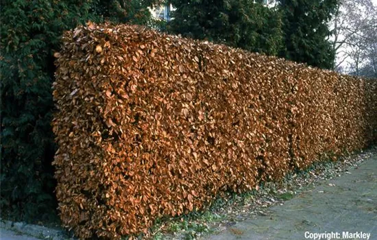 Fagus sylvatica 'Dawyck', Rot-Buche, Sulenbuche - GartenBaumschule Fuhs