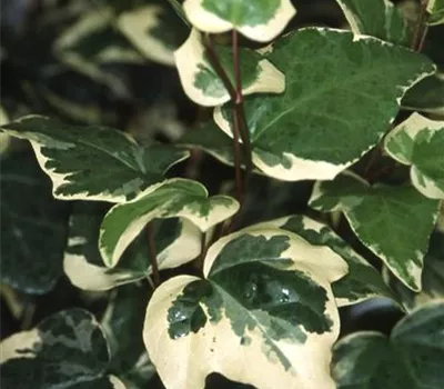 Hedera algeriensis 'Gloire de Marengo'