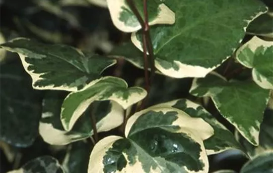 Hedera algeriensis 'Gloire de Marengo' Hedera algeriensis 'Gloire de Marengo'