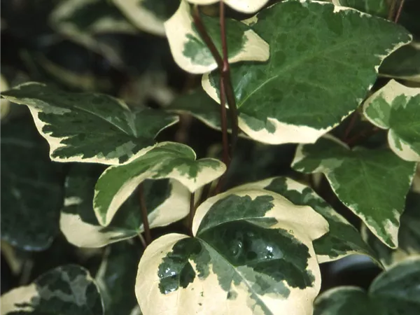 Hedera algeriensis 'Gloire de Marengo'