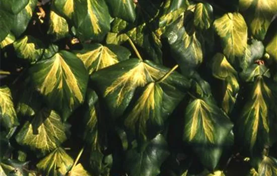 Hedera colchica 'Sulphur Heart' Hedera colchica 'Sulphur Heart'