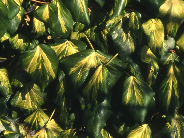 Hedera colchica 'Sulphur Heart'