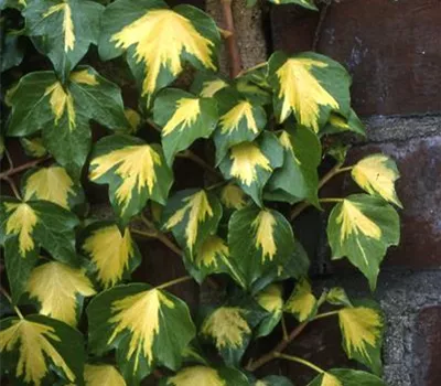 Hedera helix 'Goldheart'