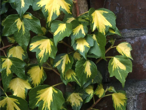Hedera helix 'Goldheart'