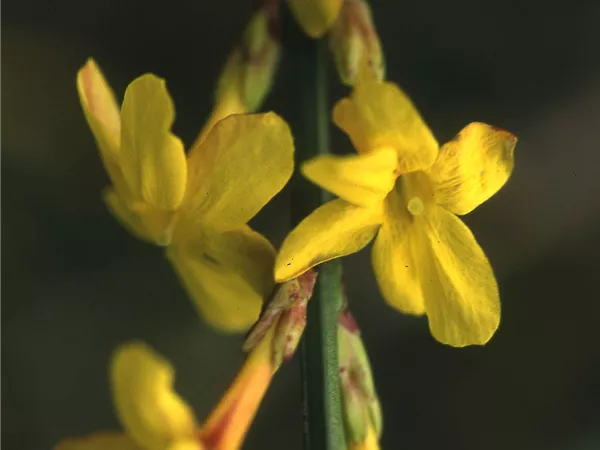 Jasminum nudiflorum
