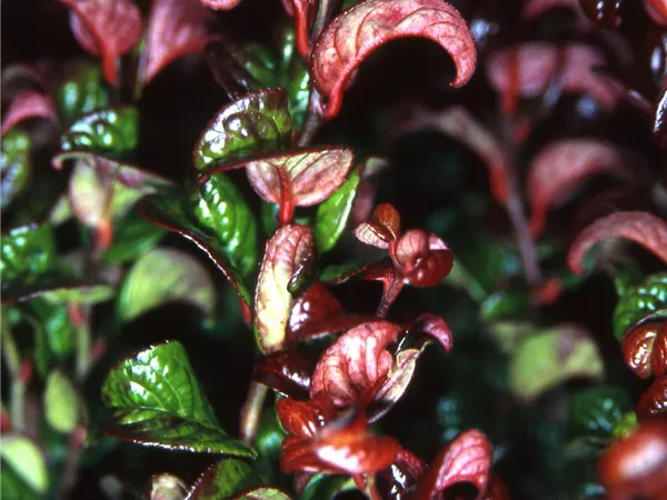 Leucothoe axillaris 'Curly Red' -R-