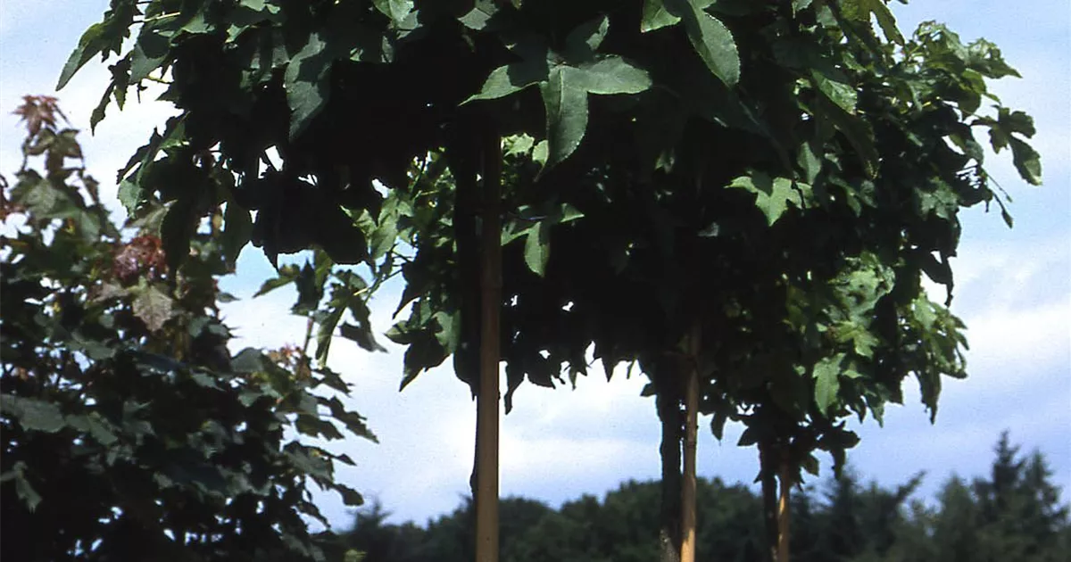 Liquidambar styraciflua 'Gumball', KugelAmberbaum GartenBaumschule Fuhs