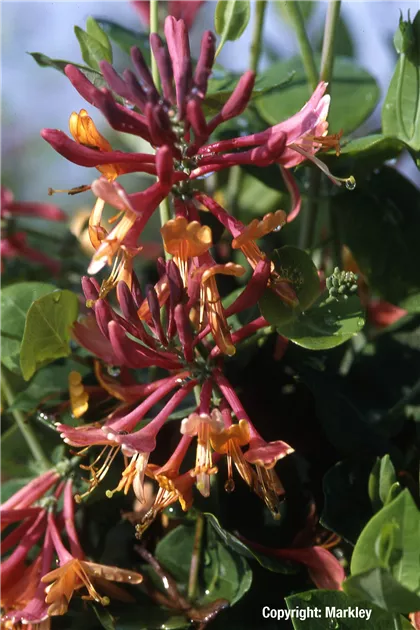 Lonicera heckrottii 'American Beauty', Feuer-Geischlinge 'American Beauty'  - GartenBaumschule Fuhs