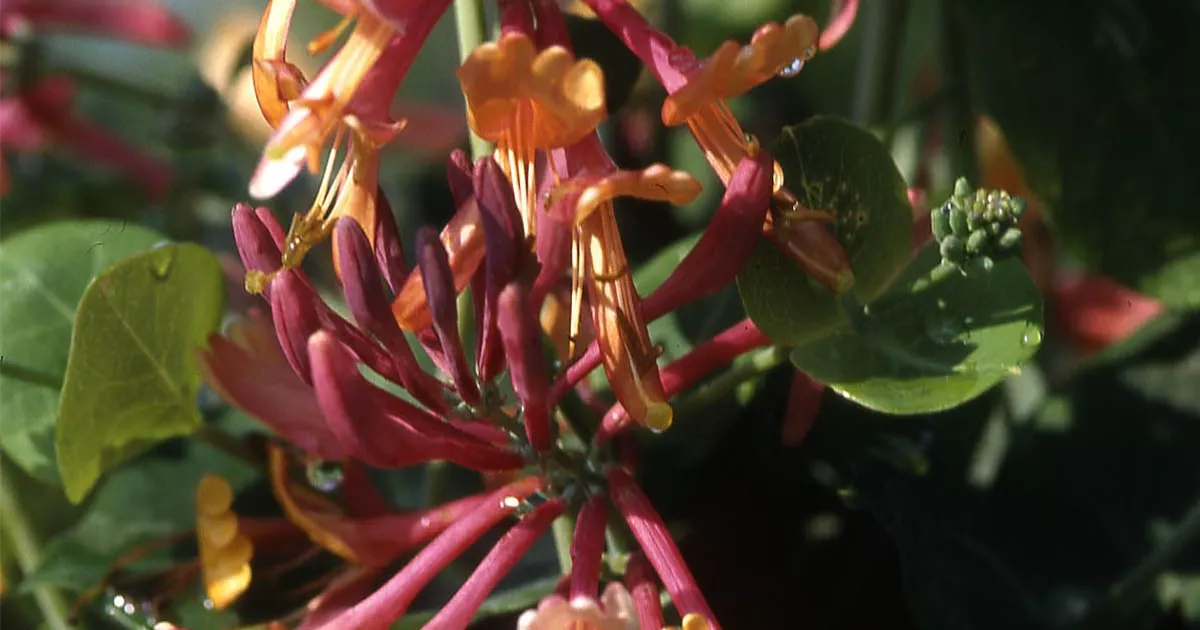 schlumbergera plant Christmas Cactus 'Schlumbergera bridgesii'