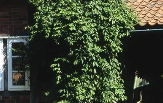 Lonicera henryi Lonicera henryi