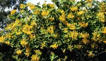 photinia fraseri red robin stamm Glanzmispel 'Red Robin', Stamm / Photinia fraseri 'Red Robin', Stamm online  kaufen main image 0