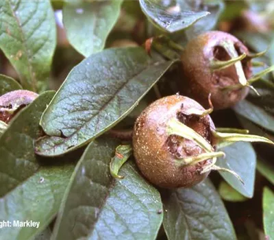 Mespilus germanica Mespilus germanica