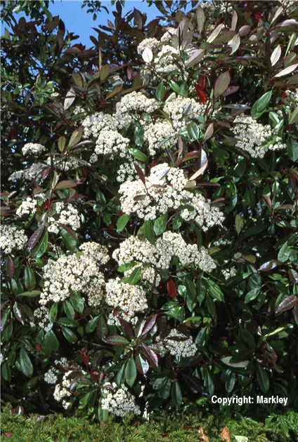 Photinia fraseri 'Red Robin', Rotes Glanzblatt - GartenBaumschule Fuhs