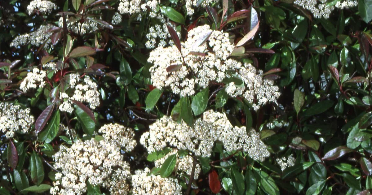 Photinia fraseri 'Red Robin', Rotes Glanzblatt - GartenBaumschule Fuhs