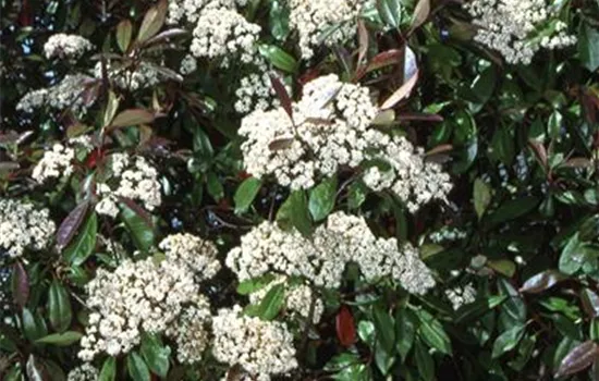 Photinia fraseri 'Little Fenna', Glanzmispel 'LIttle Little Fenna' -  GartenBaumschule Fuhs