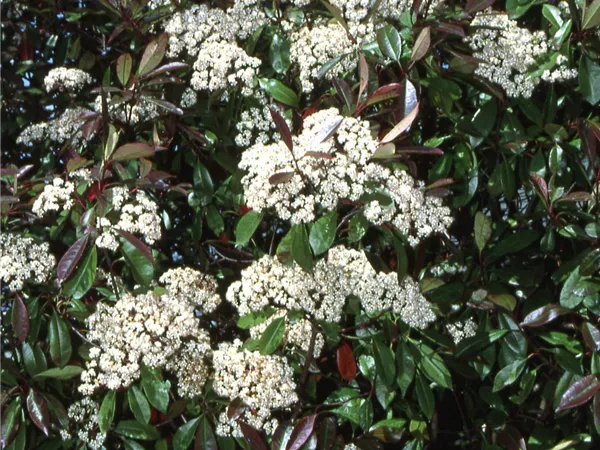 Photinia fraseri 'Red Robin' Photinia fraseri 'Red Robin'