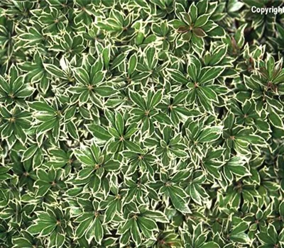 Pieris japonica 'Little Heath' Pieris japonica 'Little Heath'