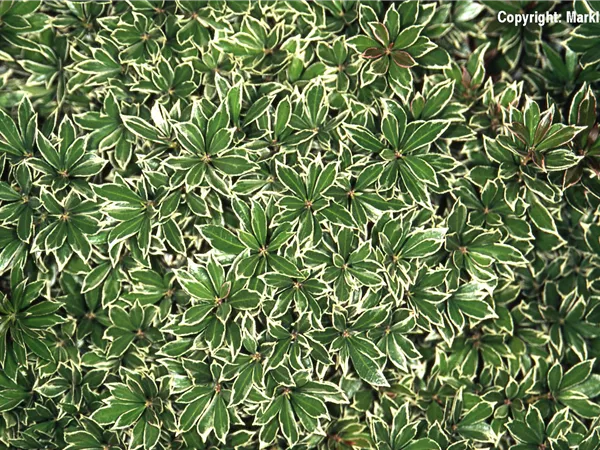 Pieris japonica 'Little Heath' Pieris japonica 'Little Heath'