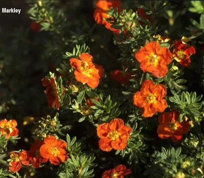 Potentilla 'Red Ace' Potentilla 'Red Ace'
