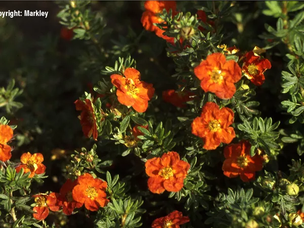 Potentilla 'Red Ace'