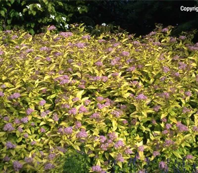 Spiraea japonica 'Golden Princess'