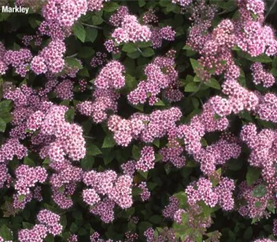 Spiraea japonica 'Little Princess'