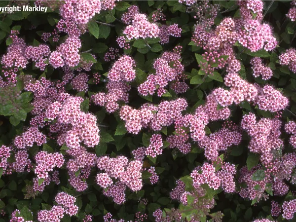 Spiraea japonica 'Little Princess'