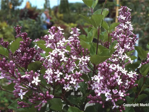 Syringa meyeri 'Palibin'