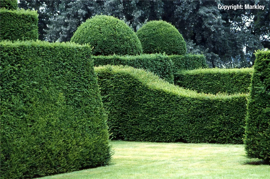 thuja smaragd dünger Lebensbaum Thuja occidentalis Smaragd 80-100 cm Höhe Ballenware main image 1