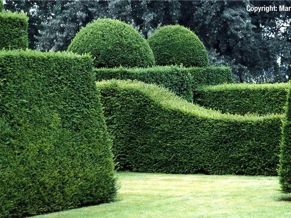 Taxus baccata Taxus baccata