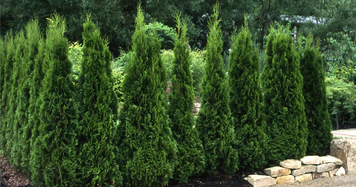 Thuja occidentalis 'Smaragd', Smaragd-Lebensbaum - GartenBaumschule Fuhs