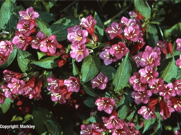 Weigela 'Bristol Ruby'