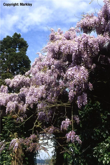 Wisteria sinensis, Chinesischer Blauregen - GartenBaumschule Fuhs
