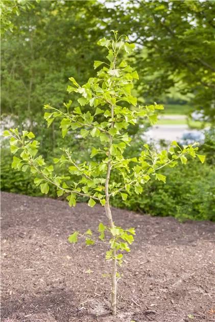 Ginkgo biloba, Ginkgobaum - GartenBaumschule Fuhs