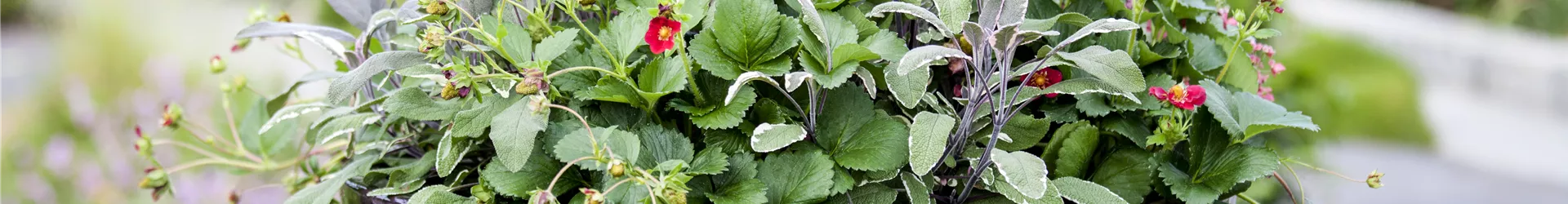 Salvia officinalis 'Tricolor' Salvia officinalis 'Tricolor'