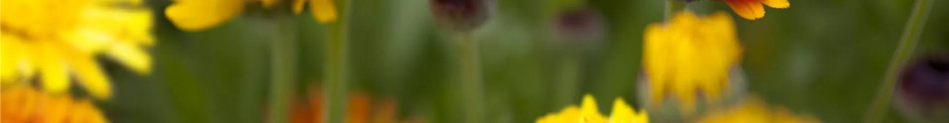 Calendula officinalis Calendula officinalis