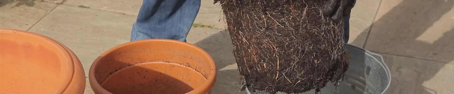 Olivenbaum - Einpflanzen in ein Gefäß (thumbnail) Olivenbaum - Einpflanzen in ein Gefäß (thumbnail)