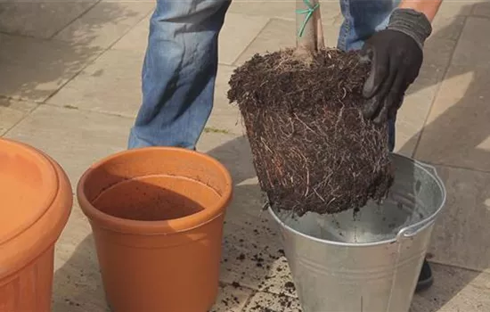 Olivenbaum - Einpflanzen in ein Gefäß Olivenbaum - Einpflanzen in ein Gefäß