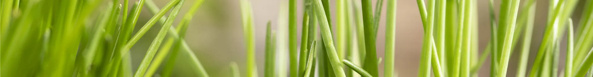 Allium schoenoprasum Allium schoenoprasum