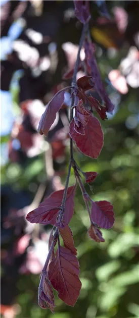 Fagus sylvatica 'Purple Fountain', Hnge-Buche 'Purple Fountain' -  GartenBaumschule Fuhs