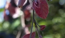 Fagus sylvatica 'Purple Fountain', Hnge-Buche 'Purple Fountain' -  GartenBaumschule Fuhs