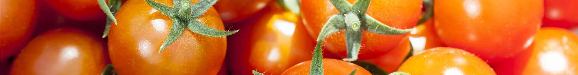 Solanum lycopersicum