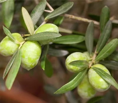 Olea europaea CAC Olea europaea CAC