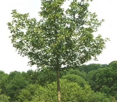 Acer campestre 'Elsrijk'