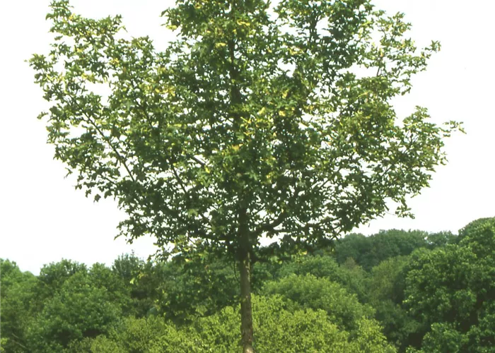 Acer campestre 'Elsrijk'